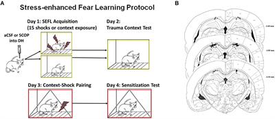 Cholinergic Signaling Alters Stress-Induced Sensitization of Hippocampal Contextual Learning